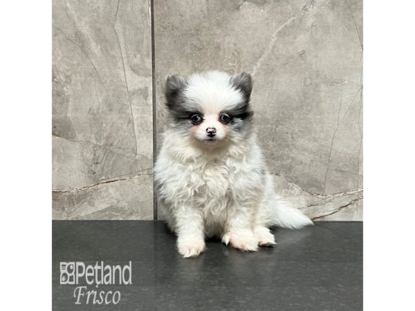 Pomeranian Dog Female Blue Merle 32083 Petland Frisco, Texas