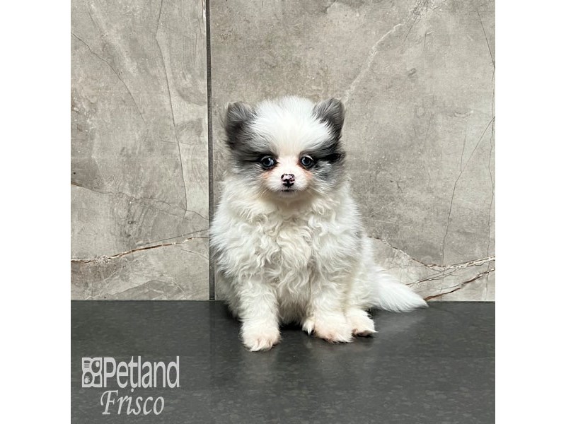 Pomeranian Dog Female Blue Merle 32083