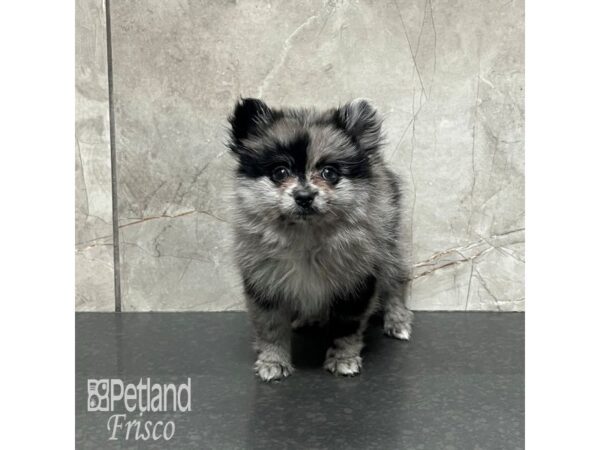 Pomeranian-Dog-Male-Blue Merle-32084-Petland Frisco & Mckinney, Texas