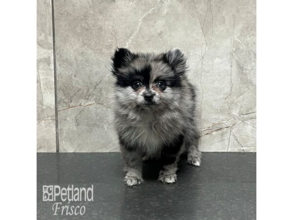 Pomeranian-Dog-Male-Blue Merle-32084-Petland Frisco, Texas