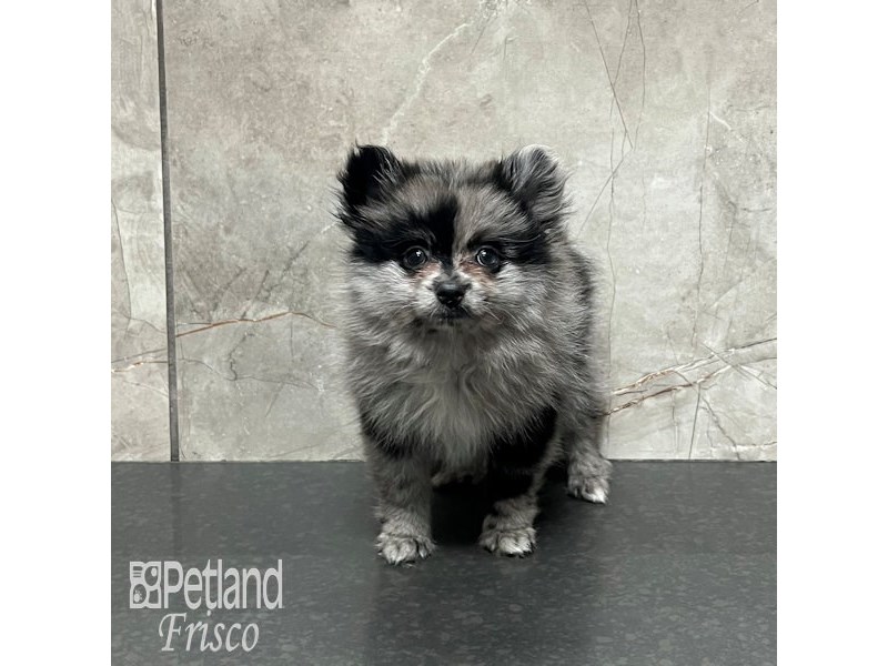 Pomeranian Dog Male Blue Merle 32084