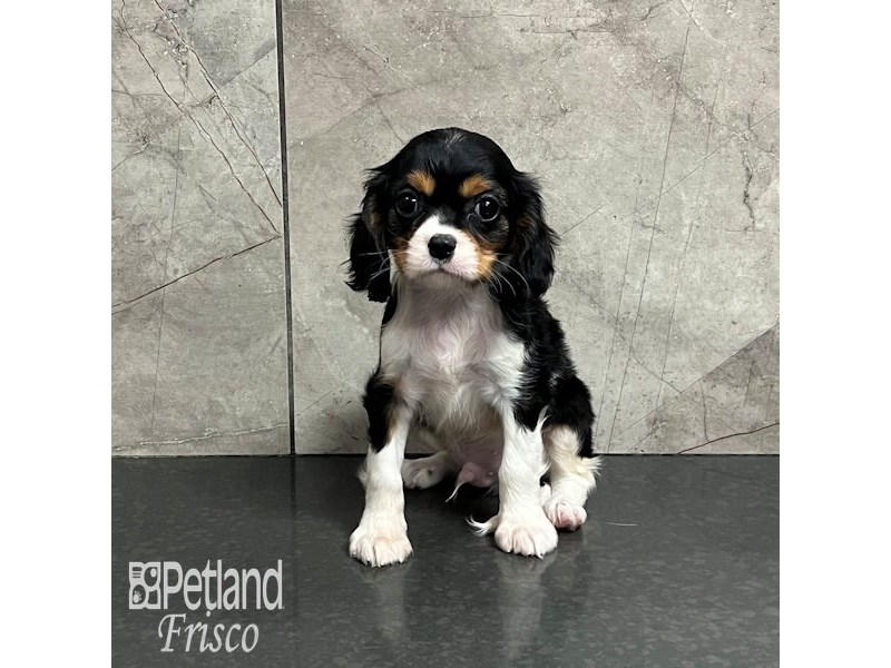 Cavalier King Charles Spaniel Dog Male Black White / Tan 32088