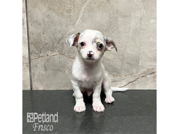 Chihuahua-Dog-Male-Blue Merle-32095-Petland Frisco, Texas