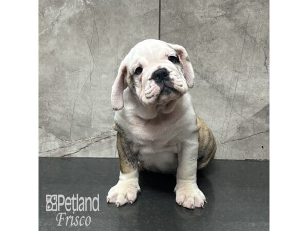 English Bulldog Dog Male Brindle and White 32100 Petland Frisco, Texas