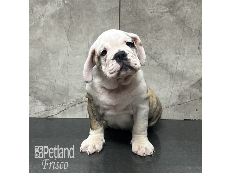 English Bulldog Dog Male Brindle and White 32100
