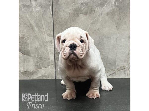 English Bulldog Dog Female White 32099 Petland Frisco, Texas