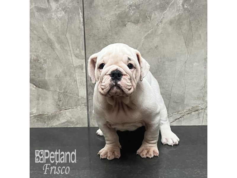 English Bulldog Dog Female White 32099