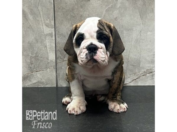English Bulldog-Dog-Male-Brindle and White-32101-Petland Frisco, Texas