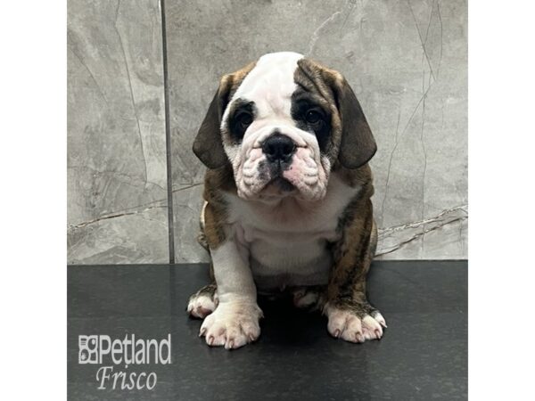 English Bulldog-Dog-Male-Brindle and White-32101-Petland Frisco & Mckinney, Texas