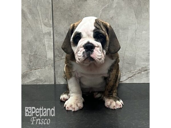 English Bulldog Dog Male Brindle and White 32101 Petland Frisco, Texas