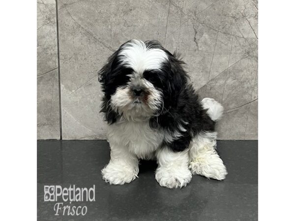 Shih Tzu Dog Female Brindle and White 32103 Petland Frisco, Texas