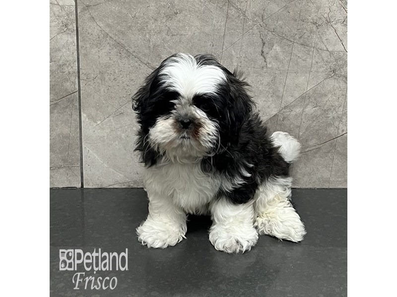 Shih Tzu Dog Female Brindle and White 32103