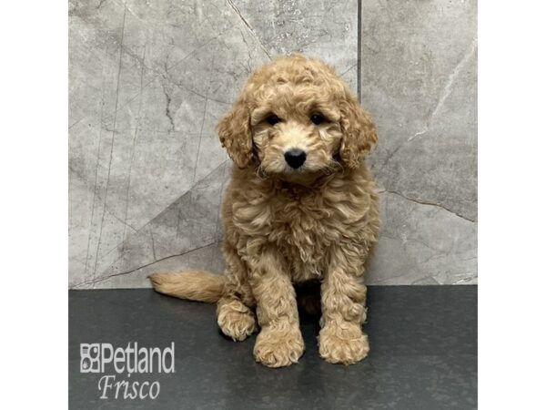 Goldendoodle F1b-Dog-Female-Apricot-32110-Petland Frisco, Texas