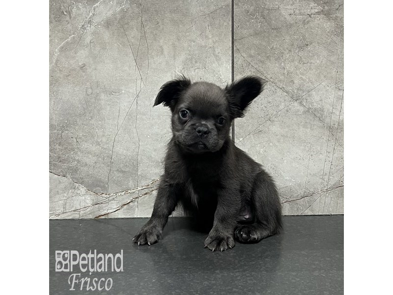 French Bulldog Puppies Petland Frisco, Texas