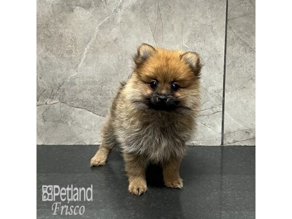 Pomeranian-Dog-Female-Orange Sable-32125-Petland Frisco, Texas