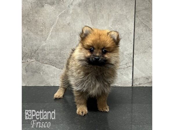 Pomeranian-Dog-Female-Orange Sable-32125-Petland Frisco, Texas