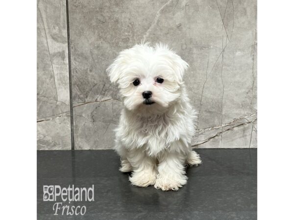 Maltese Dog Female White 32127 Petland Frisco, Texas