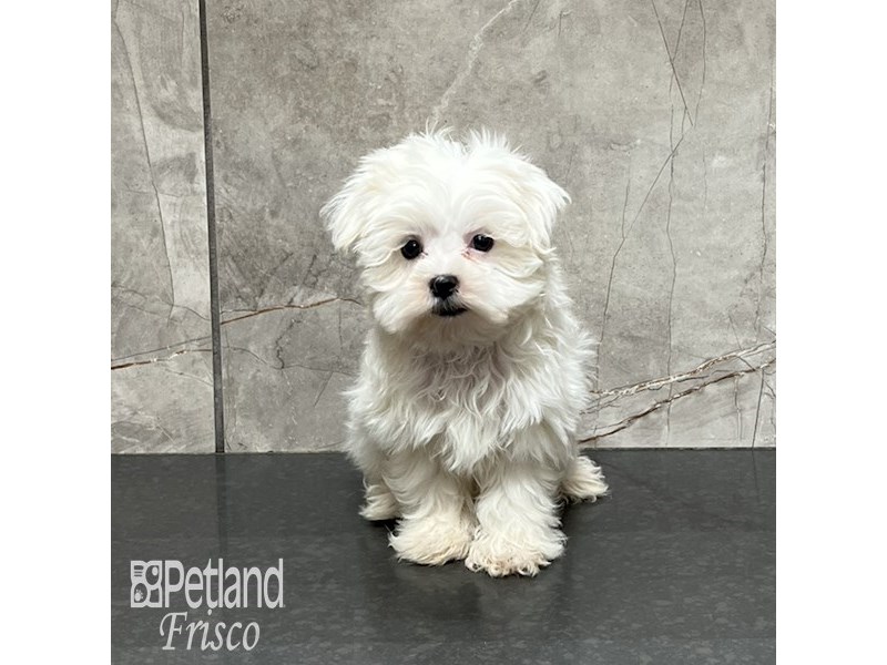 Maltese Dog Female White 32127
