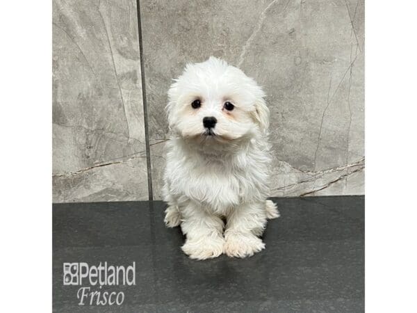 Maltese-Dog-Male-White-32128-Petland Frisco, Texas