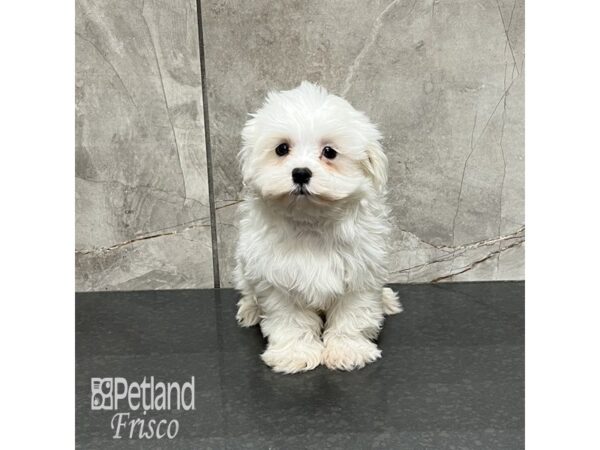 Maltese Dog Male White 32128 Petland Frisco, Texas