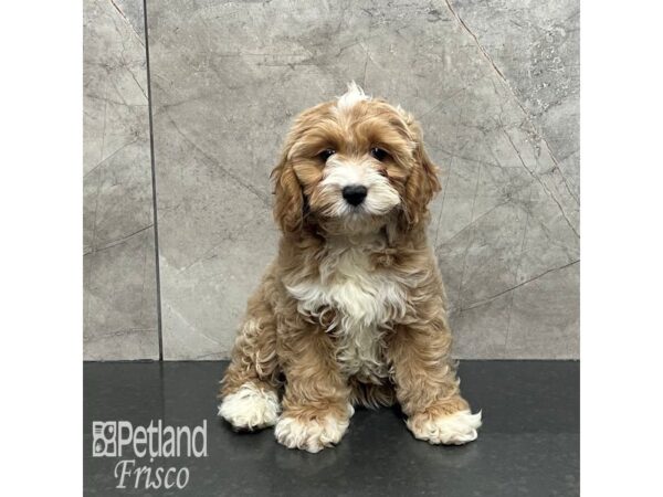 Cockapoo-Dog-Female-Apricot-32138-Petland Frisco, Texas