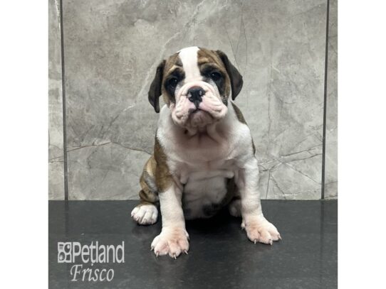 English Bulldog Dog Female Brindle and White 32097 Petland Frisco, Texas