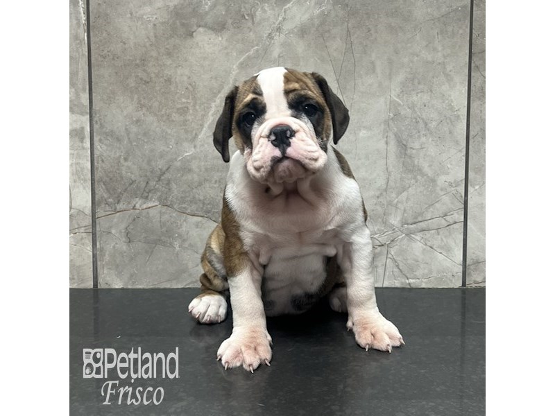 English Bulldog Dog Female Brindle and White 32097