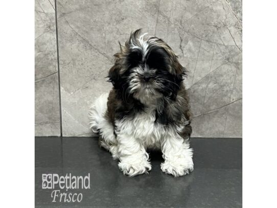 Shih Tzu-Dog-Female-Brindle and White-32104-Petland Frisco & Mckinney, Texas