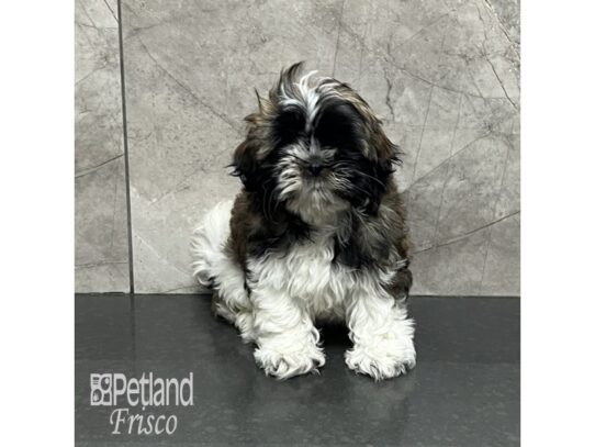 Shih Tzu-Dog-Female-Brindle and White-32104-Petland Frisco, Texas