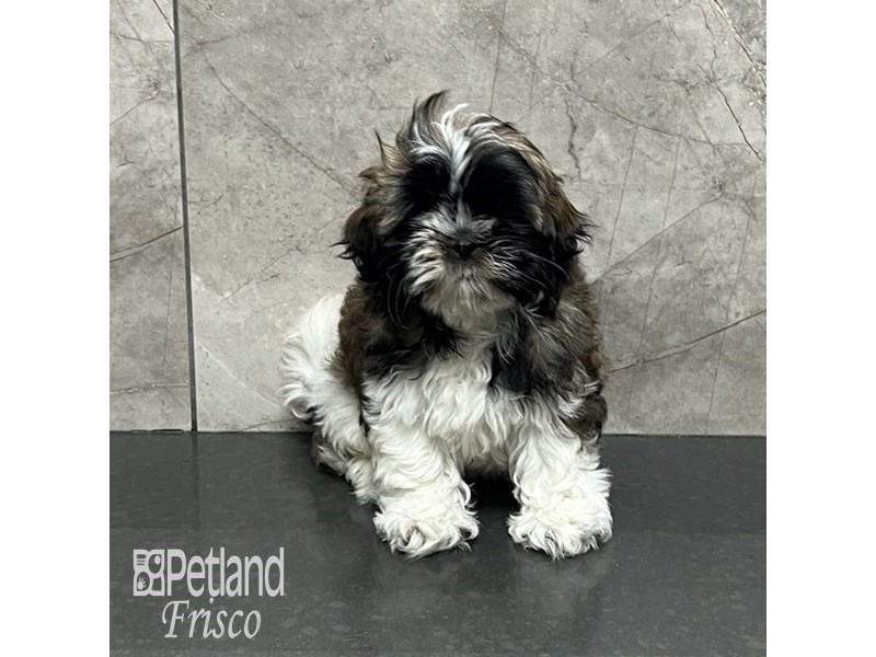 Shih Tzu Dog Female Brindle and White 32104