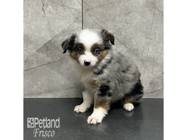 Miniature Australian Shepherd Dog Female Black Merle 32105 Petland Frisco, Texas