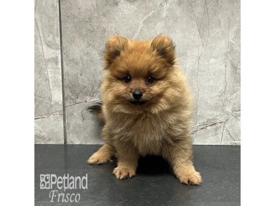 Pomeranian Dog Male Orange Sable 32126 Petland Frisco, Texas