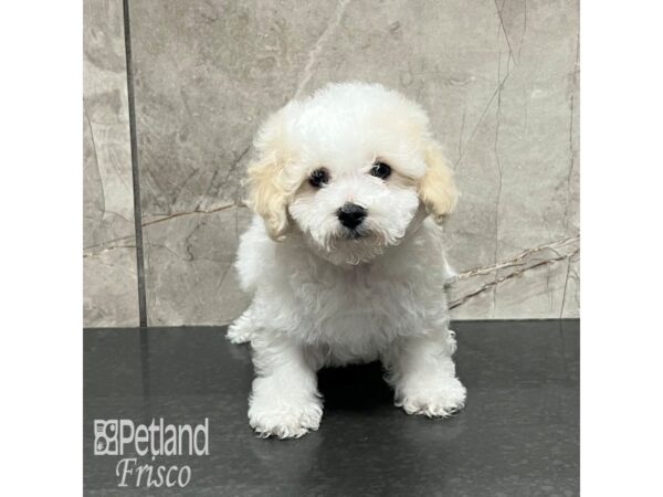 Bichapoo Dog Male Cream 32140 Petland Frisco, Texas