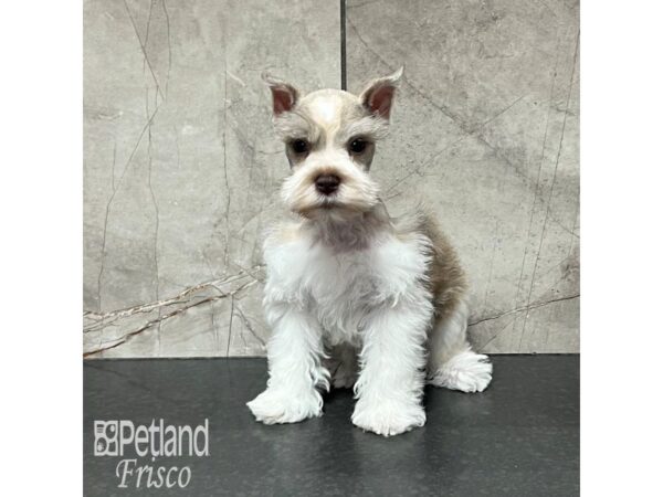 Miniature Schnauzer-Dog-Male-Salt and Pepper-32139-Petland Frisco & Mckinney, Texas