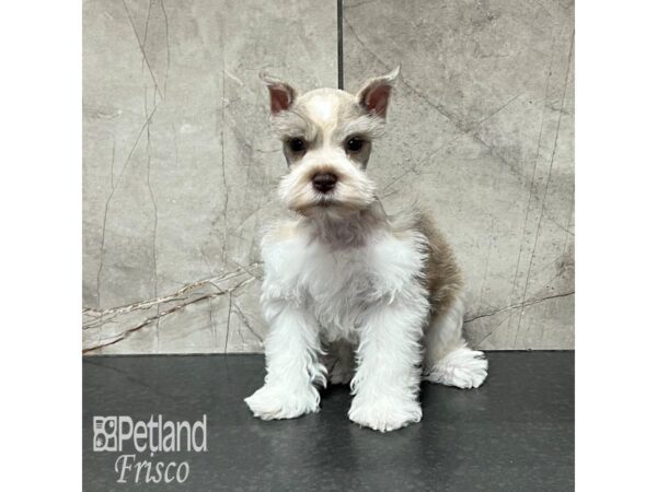 Miniature Schnauzer Dog Male Salt and Pepper 32139 Petland Frisco, Texas