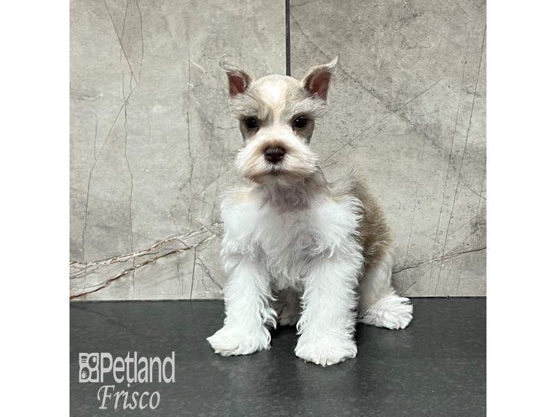 Miniature Schnauzer Dog Male Salt and Pepper 32139