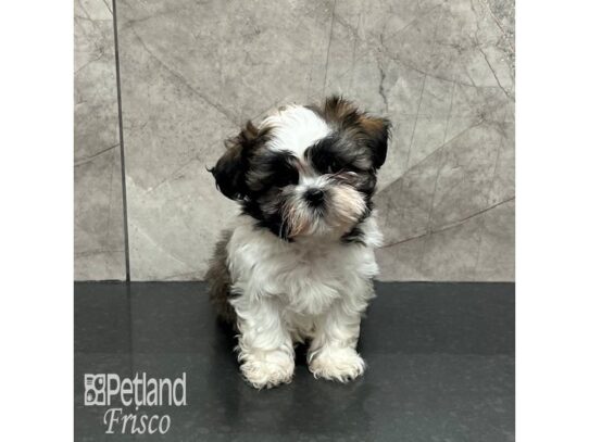 Teddy Bear Dog Male Brown and White 32144 Petland Frisco, Texas