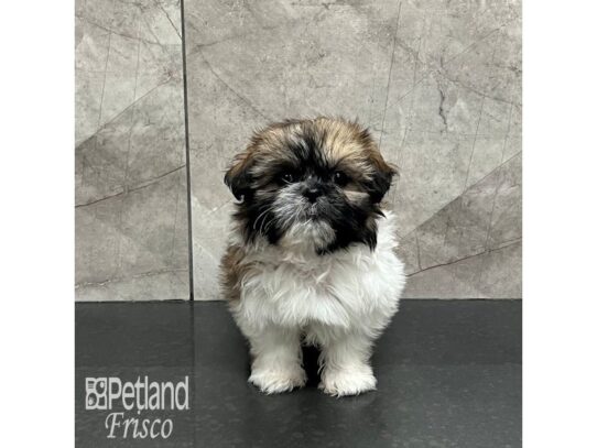 Teddy Bear Dog Female Brown and White 32145 Petland Frisco, Texas