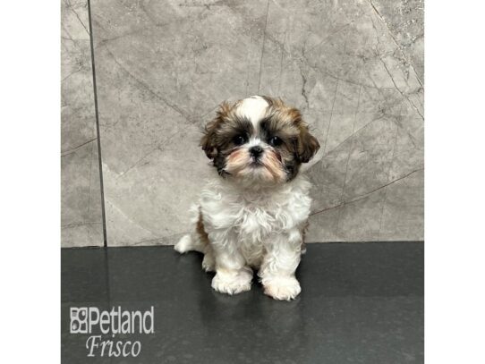 Teddy Bear Dog Female Brown and White 32146 Petland Frisco, Texas