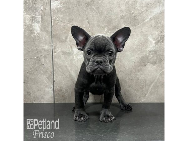 French Bulldog-Dog-Male-Blue-32135-Petland Frisco & Mckinney, Texas