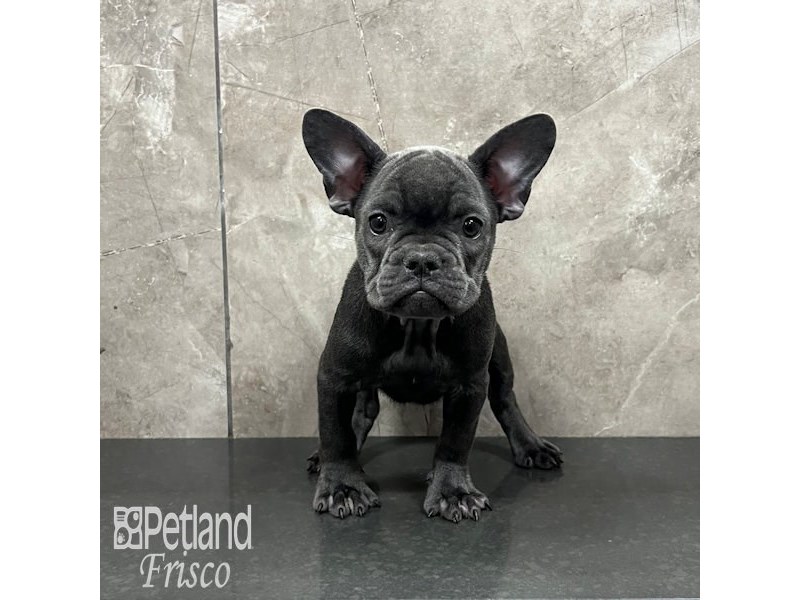 French Bulldog Dog Male Blue 32135