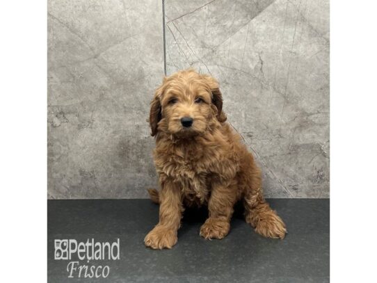 Miniature Goldendoodle F1B Dog Male Red 32106 Petland Frisco, Texas