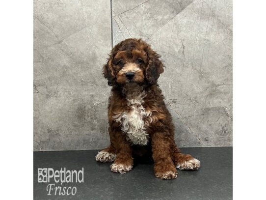 Cockapoo-Dog-Male-Red-32137-Petland Frisco, Texas