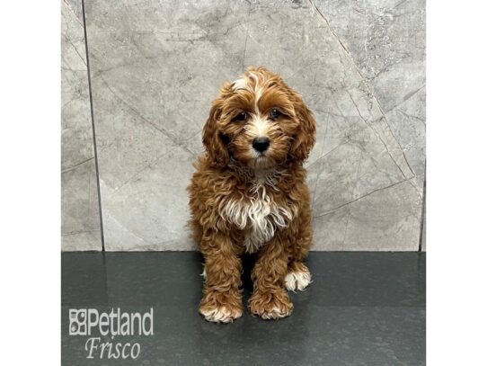 Cockapoo Dog Female Apricot 32136 Petland Frisco, Texas