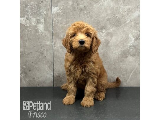 Miniature Goldendoodle F1B-Dog-Female-Red-32107-Petland Frisco, Texas