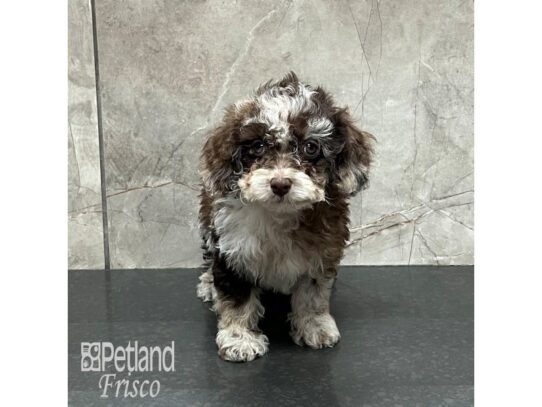 Cockapoo-Dog-Female-Chocolate Merle-32143-Petland Frisco & Mckinney, Texas
