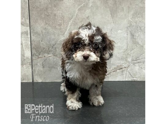 Cockapoo-Dog-Female-Chocolate Merle-32143-Petland Frisco, Texas