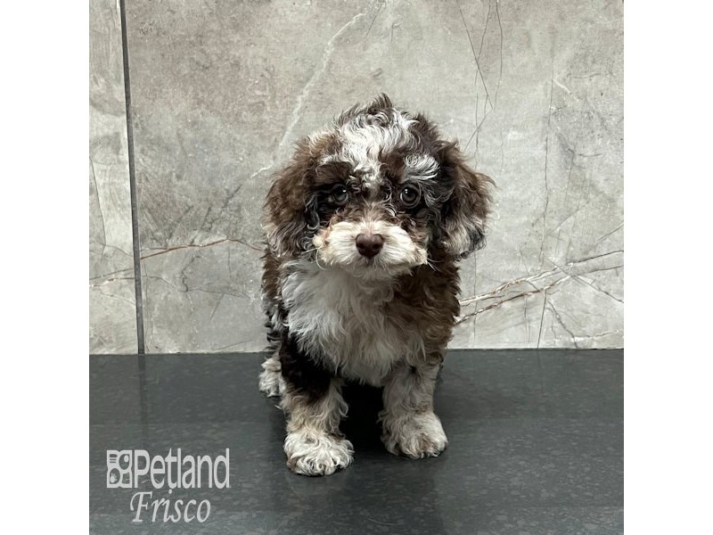 Cockapoo Dog Female Chocolate Merle 32143