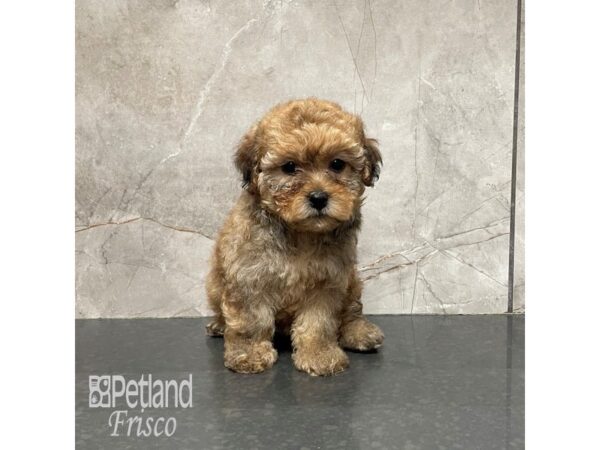 Yorkie Poo Dog Female Apricot 32158 Petland Frisco, Texas