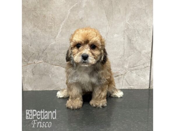 Yorkie Poo Dog Male Apricot 32155 Petland Frisco, Texas